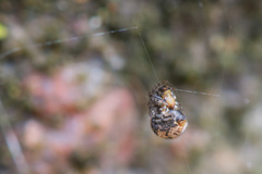 Parasteatoda tabulata