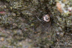 Parasteatoda tabulata