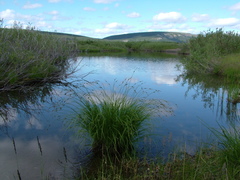 Carex nigra juncea