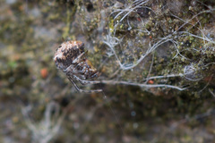 Parasteatoda tabulata