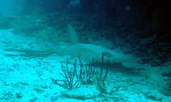 Rhynchobatus australiae