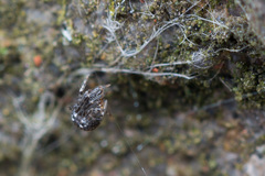 Parasteatoda tabulata