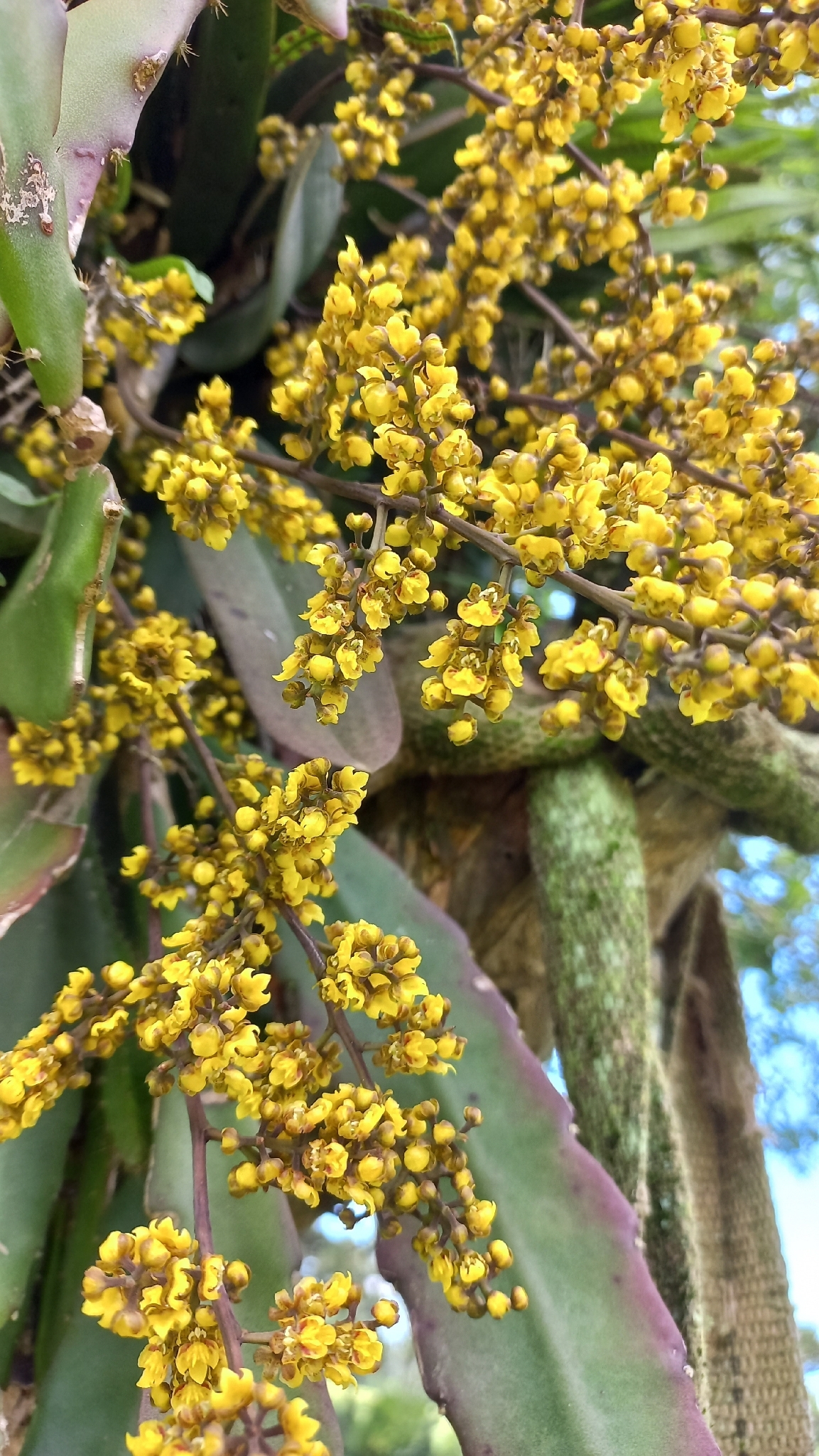Trichocentrum pumilum