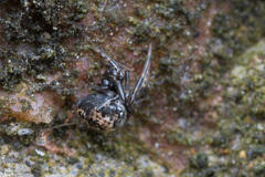 Parasteatoda tabulata