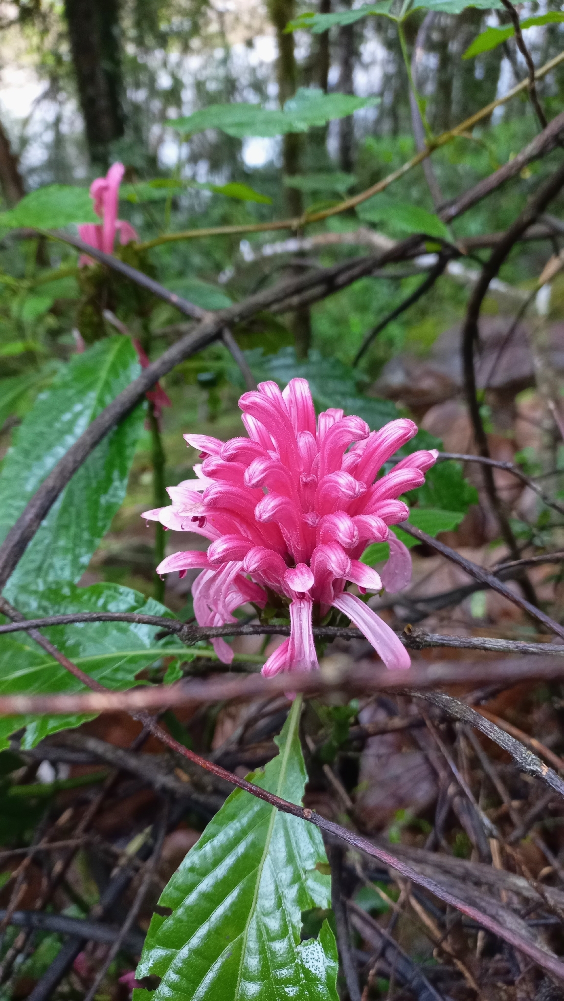 Justicia carnea