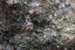 Parasteatoda tabulata