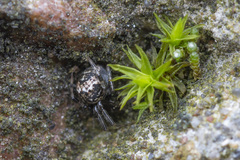 Parasteatoda tabulata
