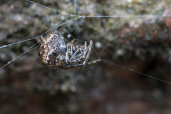 Parasteatoda tabulata