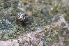Parasteatoda tabulata