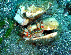 Dardanus sanguinolentus