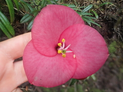 Philesia magellanica