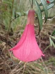 Philesia magellanica