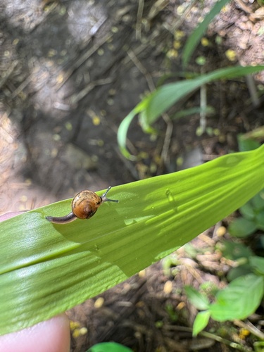 Ovachlamys fulgens observed 2025-12-27