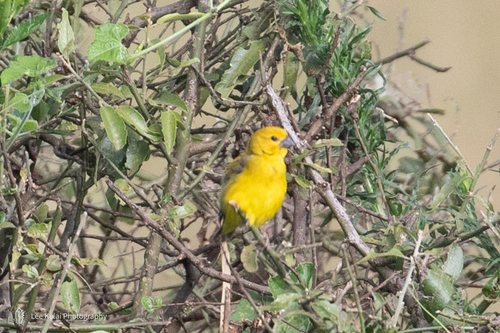 iNaturalist image