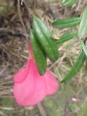 Philesia magellanica