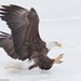 Bald Eagle - Photo (c) David McCorquodale, some rights reserved (CC BY), uploaded by David McCorquodale