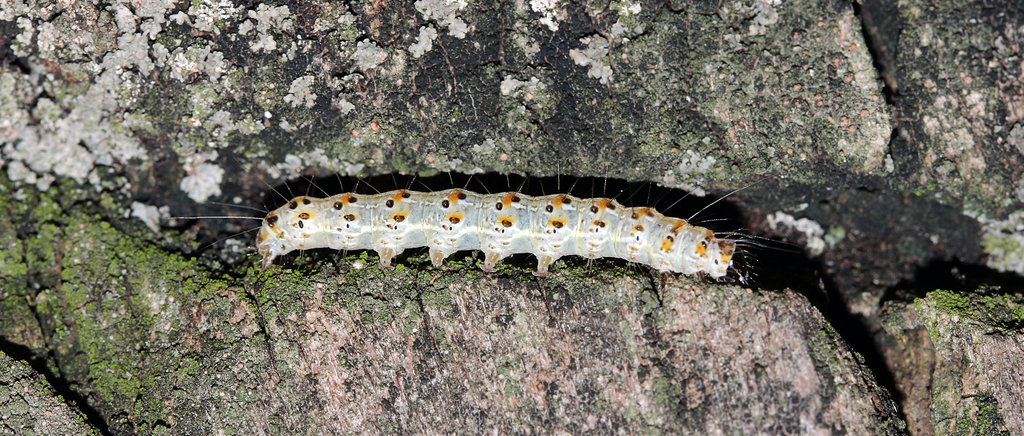 Eilema mauritia