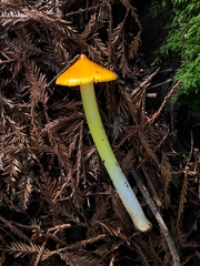 Hygrocybe