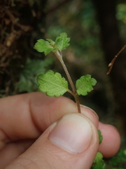 Asteranthera ovata