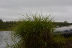 Carex nigra juncea