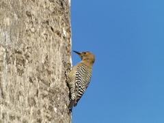 Melanerpes uropygialis