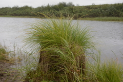 Carex nigra juncea