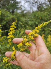 Solidago latissimifolia