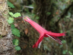 Asteranthera ovata
