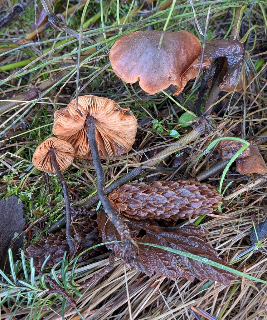 Macrocystidia cucumis · December 2025 · photo: © ssquazzo (iNaturalist, cc-by)