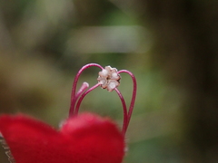 Asteranthera ovata