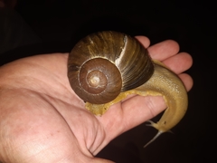 Natalina cafra