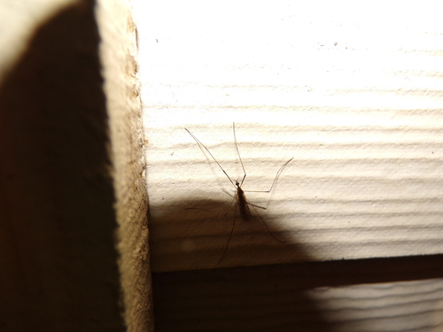 Unknown species found near Villages Of Bear Creek, TX 77449, USA