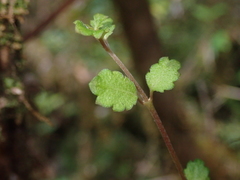 Asteranthera ovata