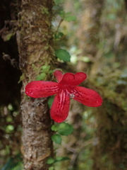 Asteranthera ovata