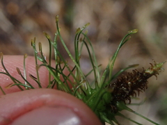 Carex erinacea