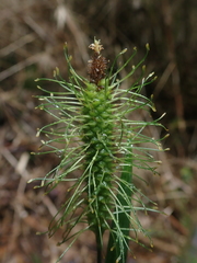 Carex erinacea