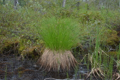 Carex nigra juncea