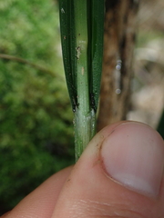 Carex erinacea