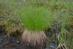 Carex nigra juncea