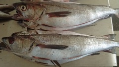 English Hake photo 4