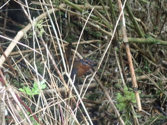 Scelorchilus rubecula