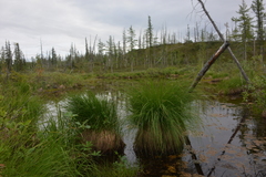 Carex nigra juncea