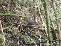 Scelorchilus rubecula