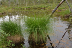 Carex nigra juncea