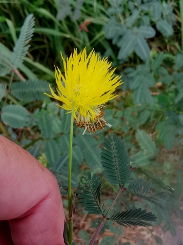 Neptunia plena, photograph 4