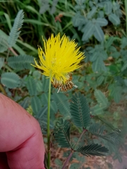 (c) Cheryl Stinchcomb, some rights reserved (CC BY) Neptunia plena, photograph (c) Cheryl Stinchcomb, some rights reserved (CC BY)