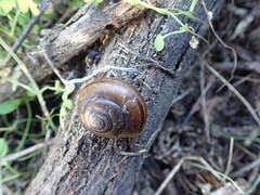 Helminthoglypta tudiculata