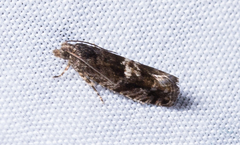 Chimoptesis