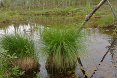 Carex nigra juncea