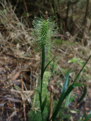 Carex erinacea